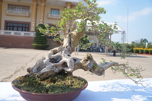 La liệt bonsai độc lạ giá cả cây vàng đại náo thị trường Tết 2018 La liệt bonsai độc lạ giá cả cây vàng đại náo thị trường Tết 2018